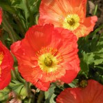 DSCN5165