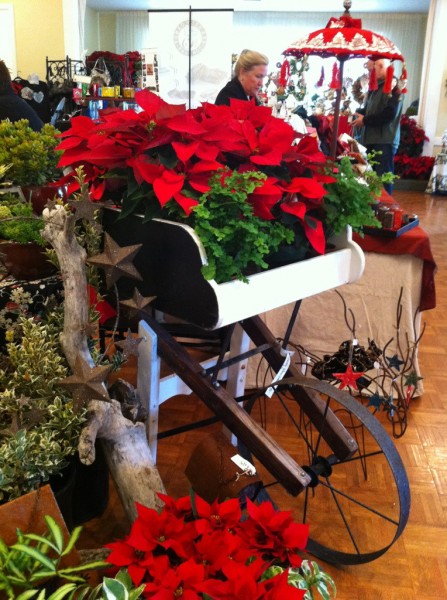Hand-made local garden cart with Poinsettias.