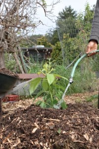 For a seedling like this order from the site:Epicenter Avocados