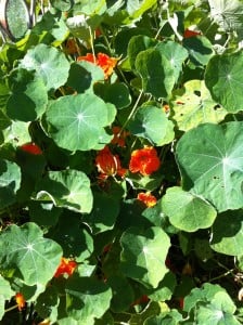 GARDEN5