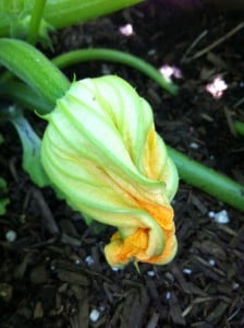 garden2