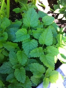 garden8