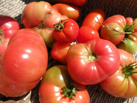 My garden tomatoes from my home.