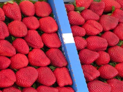 Post image for Strawberry Fields Forever!