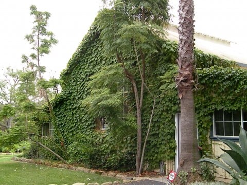 Such a beautiful display of ivy covered house.