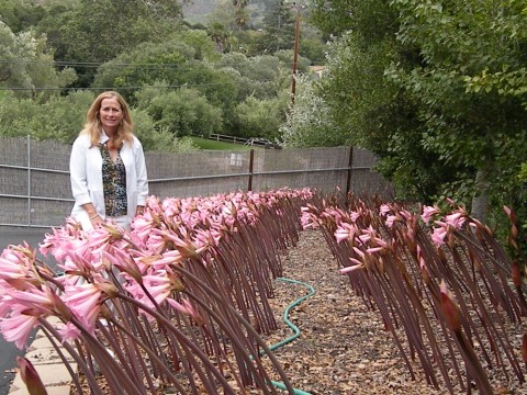 Beautiful gardens in Santa Barbara.