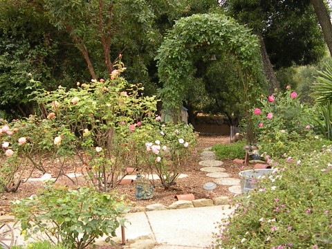 Lovely rose garden along the coast in Santa Barbara.