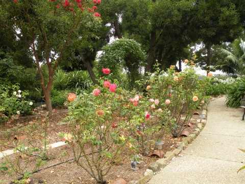 A rose garden path