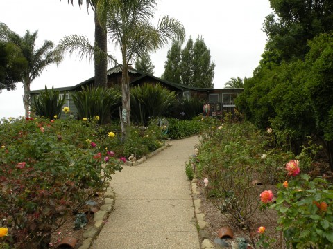 Beautiful roses growing and palm tress!