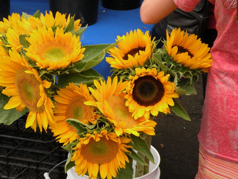 Post image for A Visit to Santa Barbara’s Farmers Market