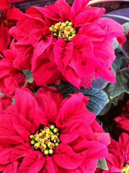 Post image for Poinsettias from the Paul Ecke Ranch in Encinitas, California