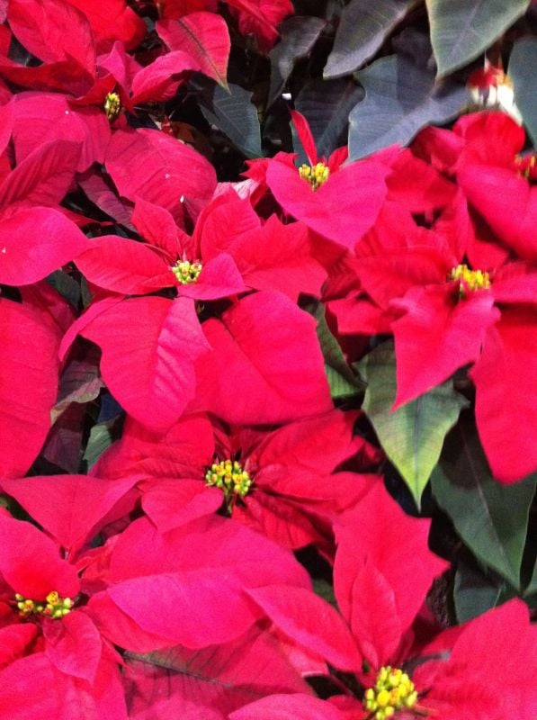 Poinsettias from the Paul Ecke Ranch in Encinitas, California