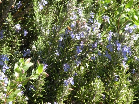 Tuscan Blue Rosemary plant