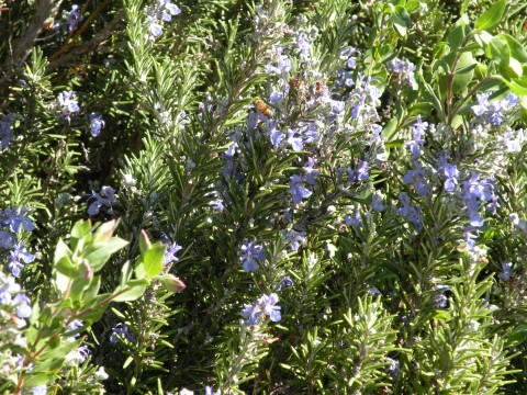 Tuscan Blue Rosemary plant