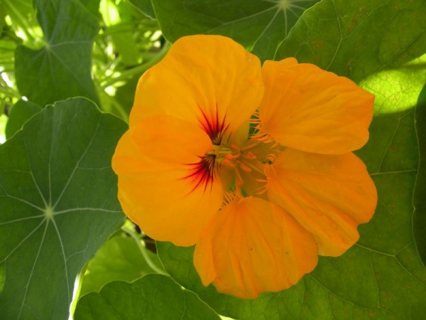Post image for Springtime Nasturtium Appetizer