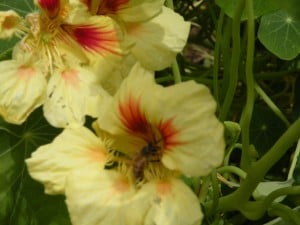 Yellow Nasturiums