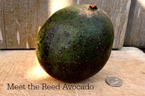 Post image for Meet the Reed Avocado