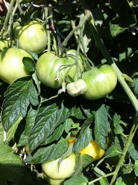 fresh tomatoes