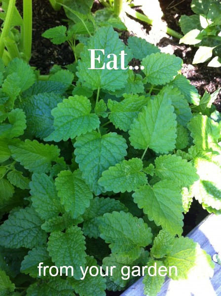 Post image for Eat From Your Garden…