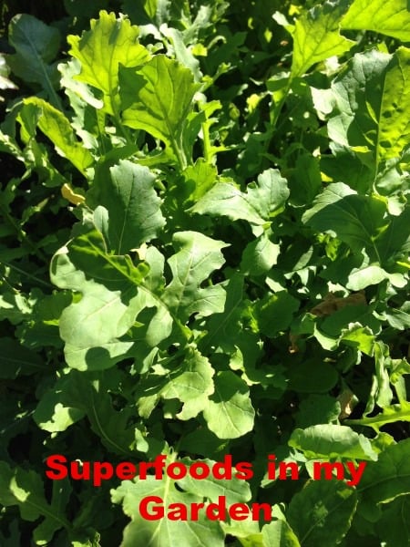 Post image for Greek Powerfoods and Greens from my Winter Garden
