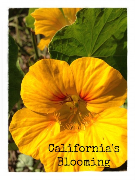 Post image for California’s Blooming in February