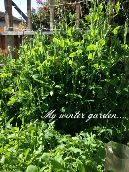 Post image for Mary, Mary, Quite Contrary…come see my garden