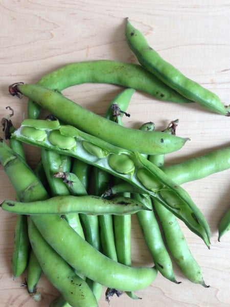 Fava Beans from my garden.