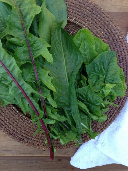 Fresh greens from my winter garden.