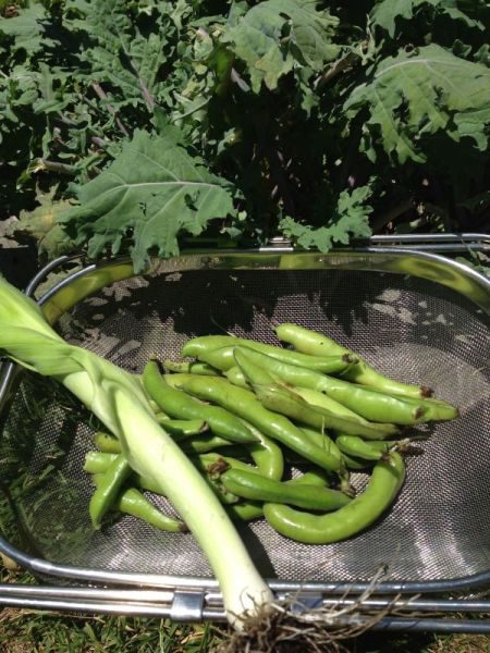 My garden fava beans.