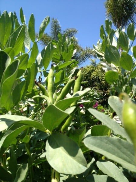 garden favas2