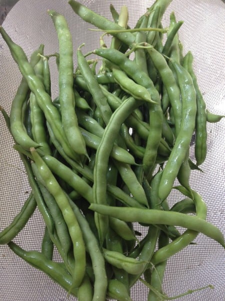 Garden fresh green beans