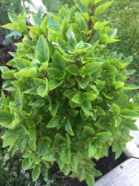 Greek Basil