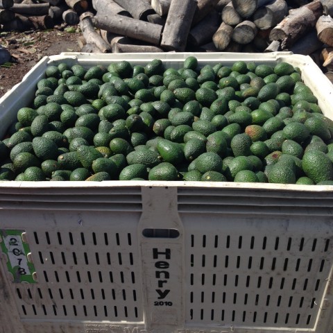 Avocados ready for the market!