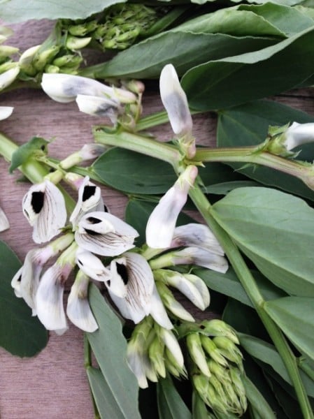 fava flower