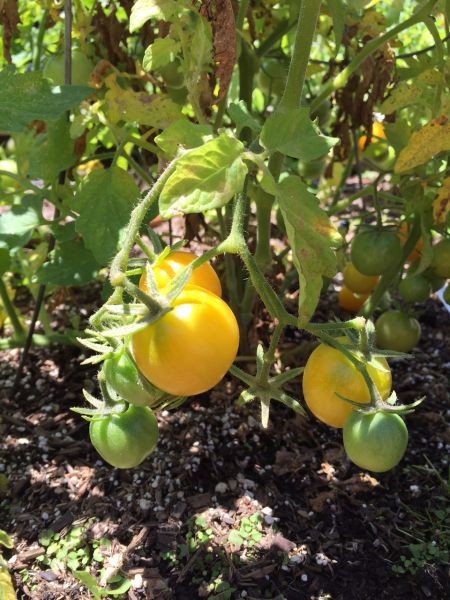 my garden tomatoes