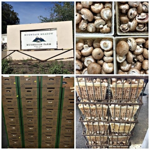 Mountain Meadow Mushroom Farm