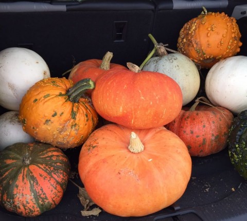 pumpkins from the North 40