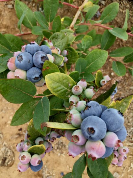 berries on the farm