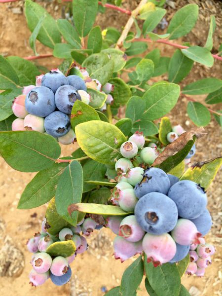 A blueberry patch!
