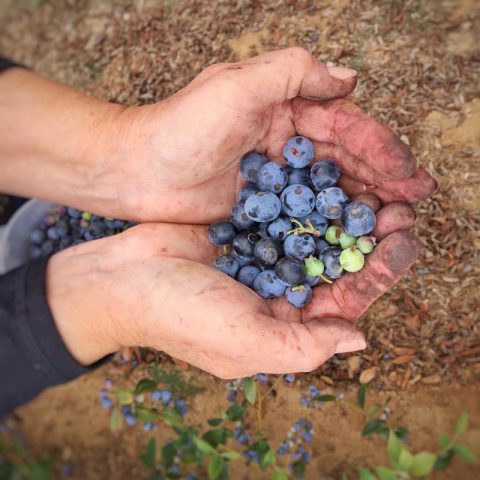 blueberry picking