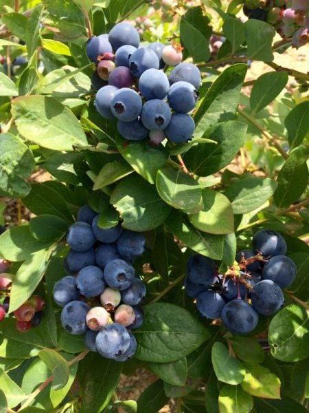 freshly picked blueberries from the farm