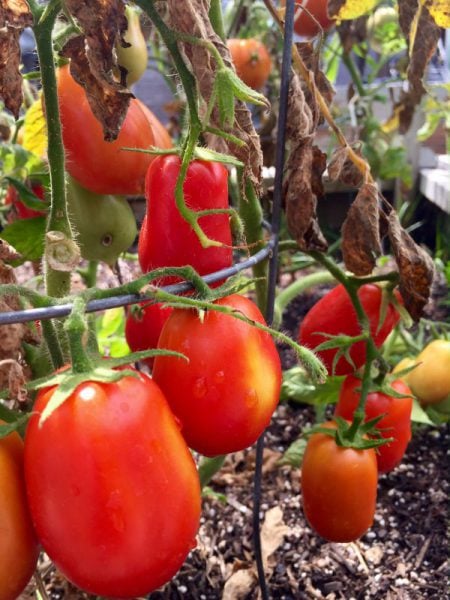 Cold tomato soup from your garden.