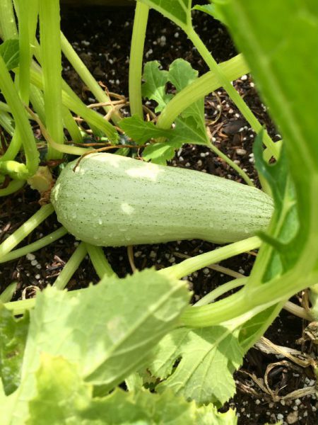 garden zucchini