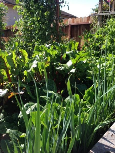 My Winter Garden with Leeks.